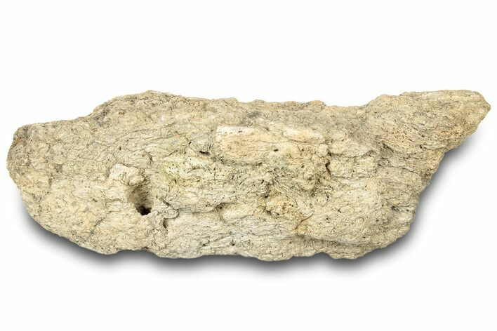 Dinosaur (Triceratops) Frill Shield Section - Montana #323030